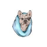 Французские Бульдоги от питомника Frenchie House