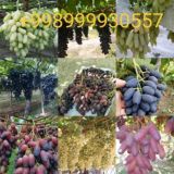 АГРО🍇🍇🍇УЗУМЧИЛИК🍇🍇🍇ФАРГОНА