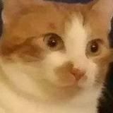 Вестник Мемов 🌈