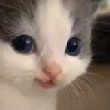 Вилли в руках Кинито