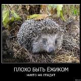 Интересное в сети