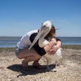 Чат канала Пеликан