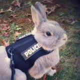 нищета и собаки