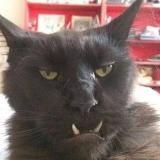 Кринжовые Объявления