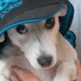 postuрония в tелеgram