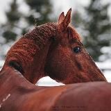 Фотограф Наталья Алексеева 📸
