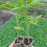 Иссикхона махсулотлари памидори. Бодиринг. Балгариски Ачик каланпир Ку'чатлар бор +99893-0-81-37-60 📠