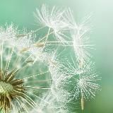 🇮🇹 Anne Givaudan e la sua equipe - ITALIA