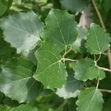 Базис-Мебельщик 2022-2025. Скрипт "Двери-купе". Раздвижные двери для Шкафов-купе