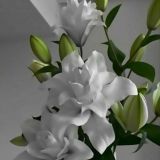 ˗ˏˋ ⸙┊ᴀsᴘᴀʀᴀɢᴜs