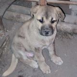 В мире животных (от Дмитрия Иваненко)