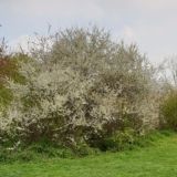 Чат имени Димы