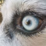 kaifulec - видео с животными 🫶