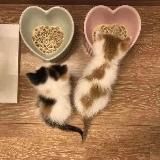 котяшкенсы