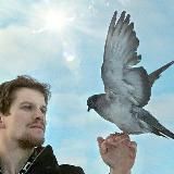 Голубь Райс и Компания