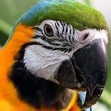 Rheinlaender's Kolloquium