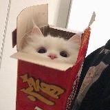 Коробочка с котятами🐈⬛