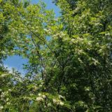 Инфоправда