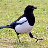 Сорока принесла