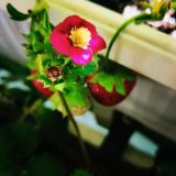 Тайная жизнь растений