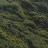 долина мхов