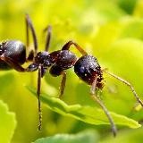 Ставки муравки