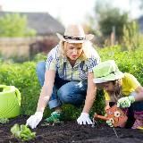 Дача|Ландшафт|Огород