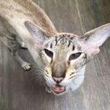 Болтливых котов канал