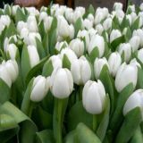 𝗡𝗜𝗟𝗨𝗙𝗔𝗥 𝗦𝗔𝗠𝗔𝗧𝗢𝗩𝗔 | 𝗡𝗔𝗠𝗔𝗡𝗚𝗔𝗡