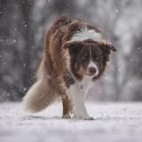 Border collie Lucky
