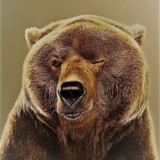 🐻Бычий путь Медведя🐻