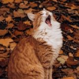 Yuliyapetrovnaskotnikova