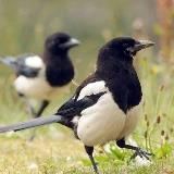 Сóрок сорóк