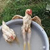 Петухи телеги