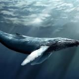 🐋 Russian whales | Road to $100 million