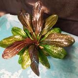 Аквариумные растения.