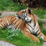 🐯 ПРИМОРСКИЙ КРАЙ + ЭПС + КУРС НА "СПЛОЧЕНИЕ" - ❌