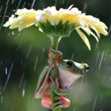 ЧАТ (Lovely Korea)💙💛