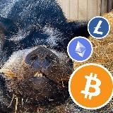 CryptoBoar 🐗