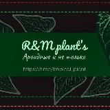 🌿Romashka plant’s🌿