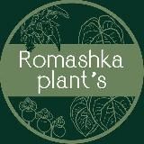 🌿Romashka plants🌿