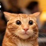 Сержант Пушистые Лапки😘