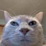 Тиджой - уведомления о стримах