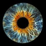 бабка лерка Z