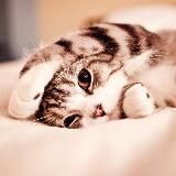 Мои кошки🐱