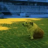 RAZAM “SAVE UKRAINIAN PETS” . Сollecting of medicines and food (Berlin)