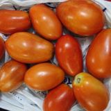 Culture Hors sol - Hydroponie FRANCOPHONE