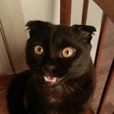 чат белусовых