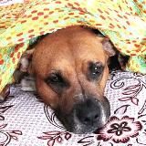 Благотворительный Фонд "Аделия"