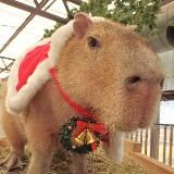 Hourly Capybara